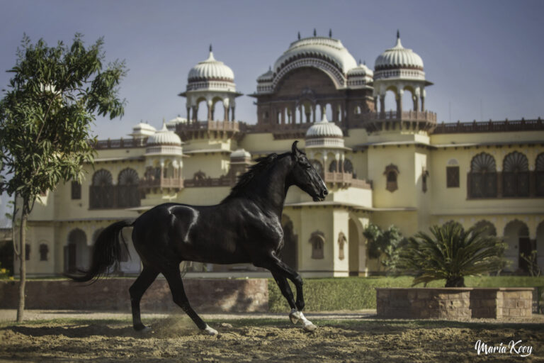 Marwari horse photography india 19