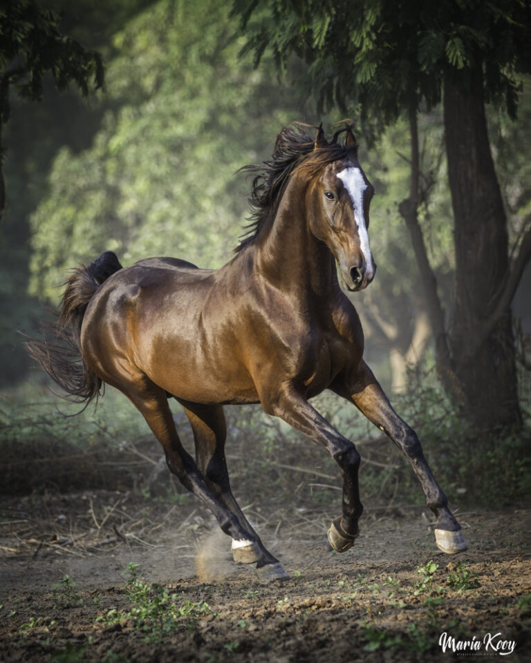 Marwari horse photography india 21