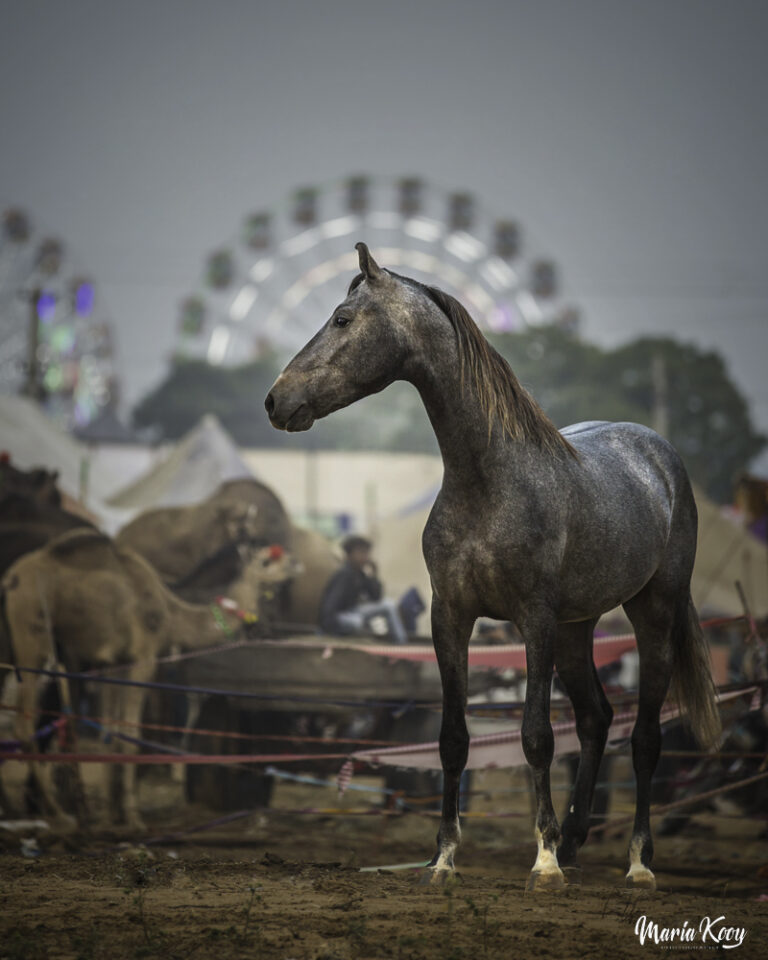 Marwari horse photography india 22