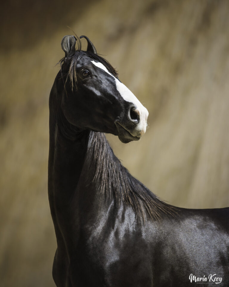 Marwari horse photography india 23