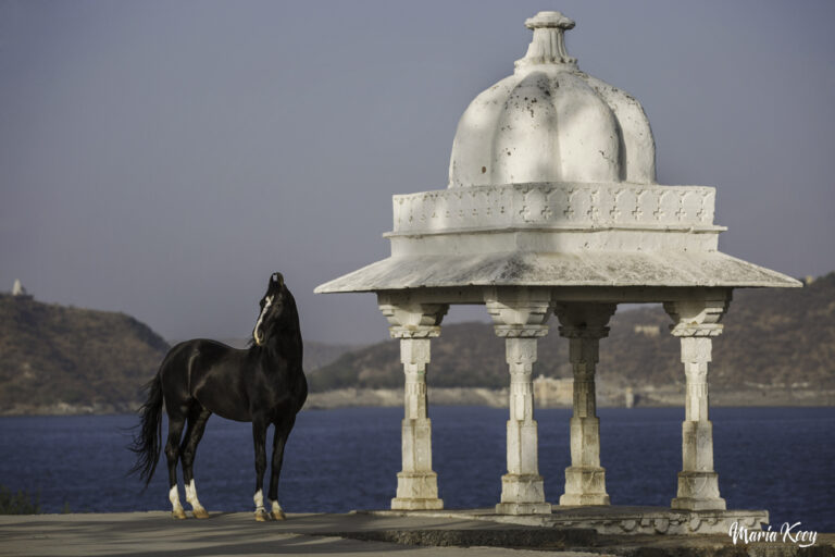 Marwari horse photography india 18