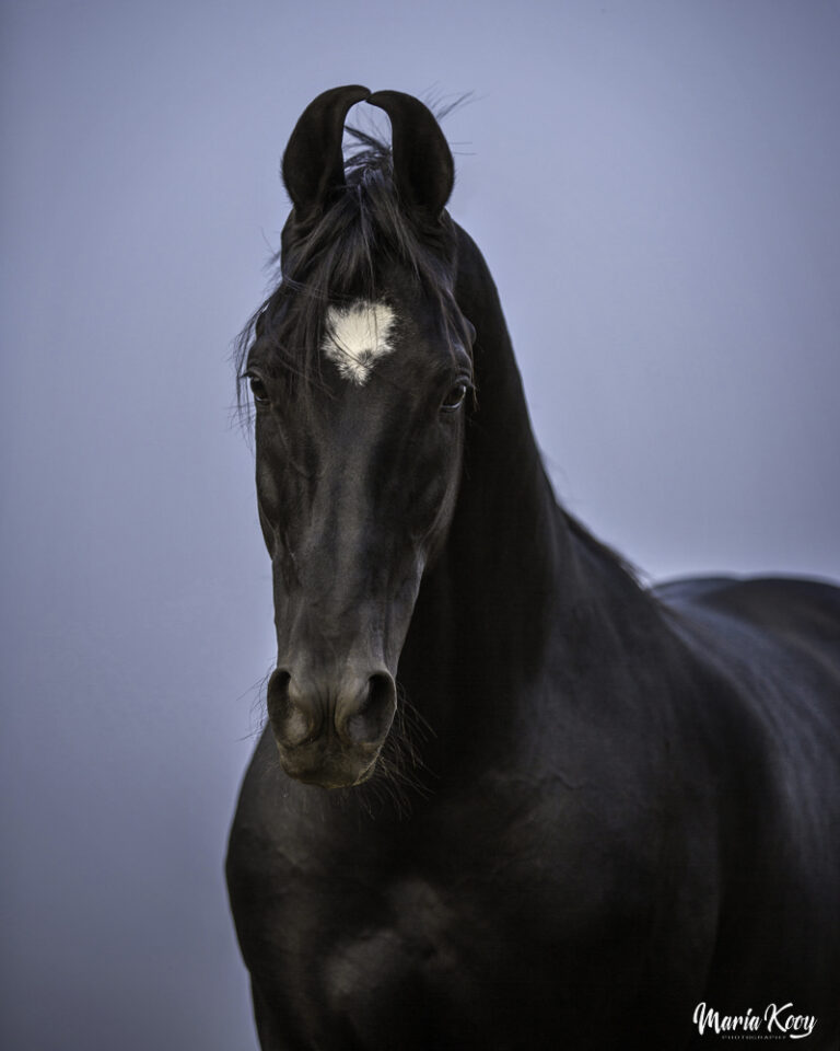 Marwari horse photography india 26