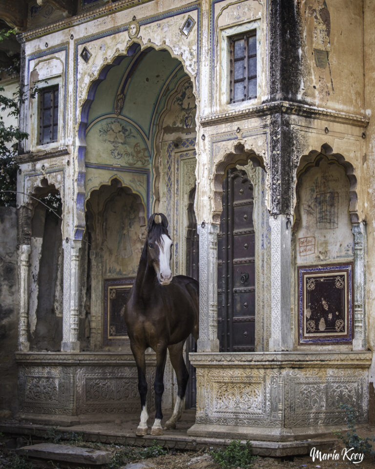 Marwari horse photography india 10